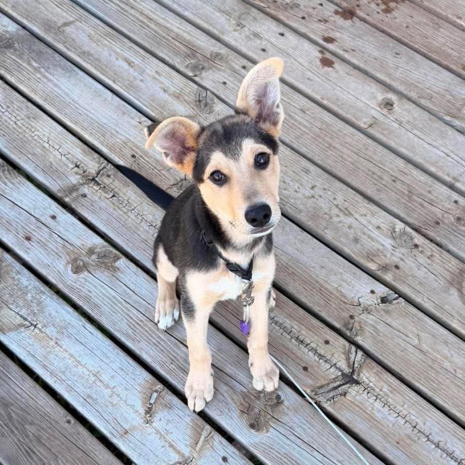 Milo, adopted, Puppy Male Mixed Breed.