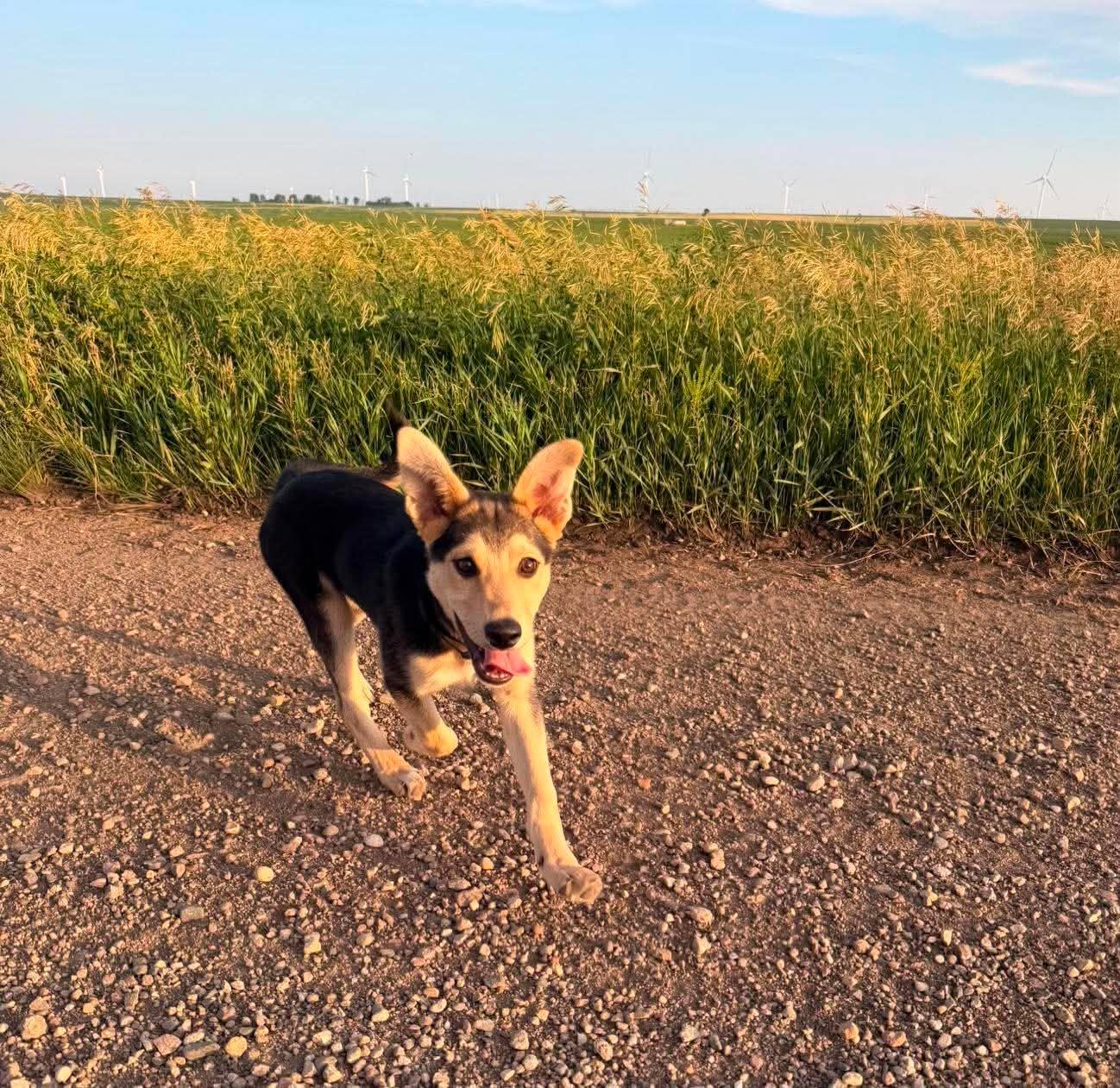 Milo, an adopted Mixed Breed in Sioux Falls, SD image 5/6