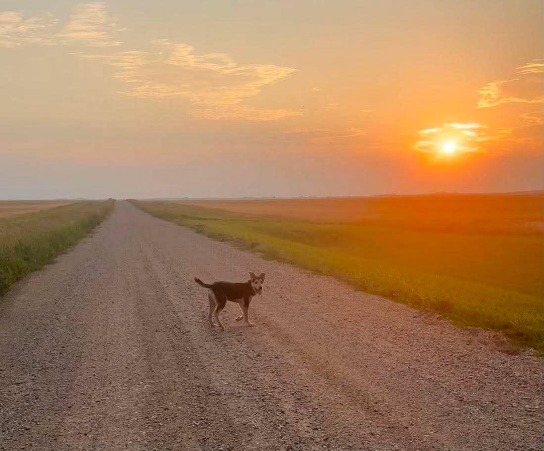 Milo, an adopted Mixed Breed in Sioux Falls, SD image 6/6