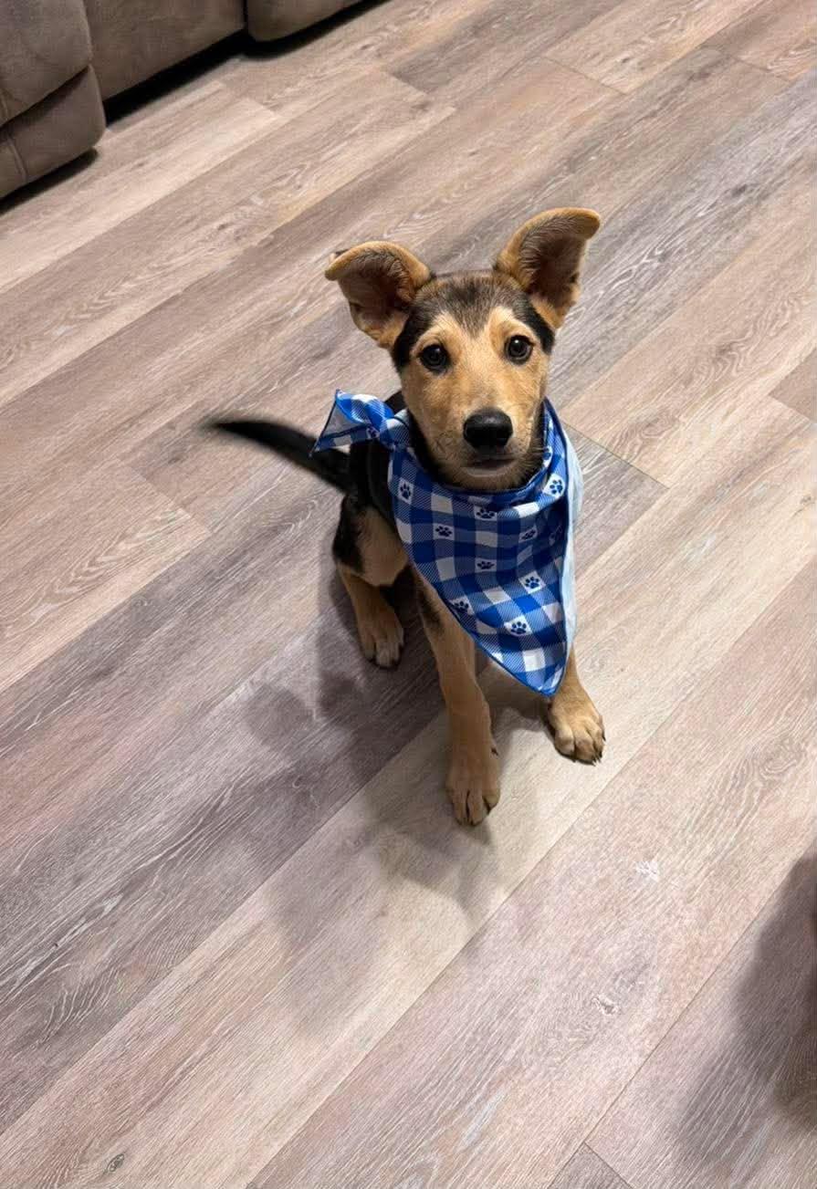 Milo, an adopted Mixed Breed in Sioux Falls, SD image 4/6