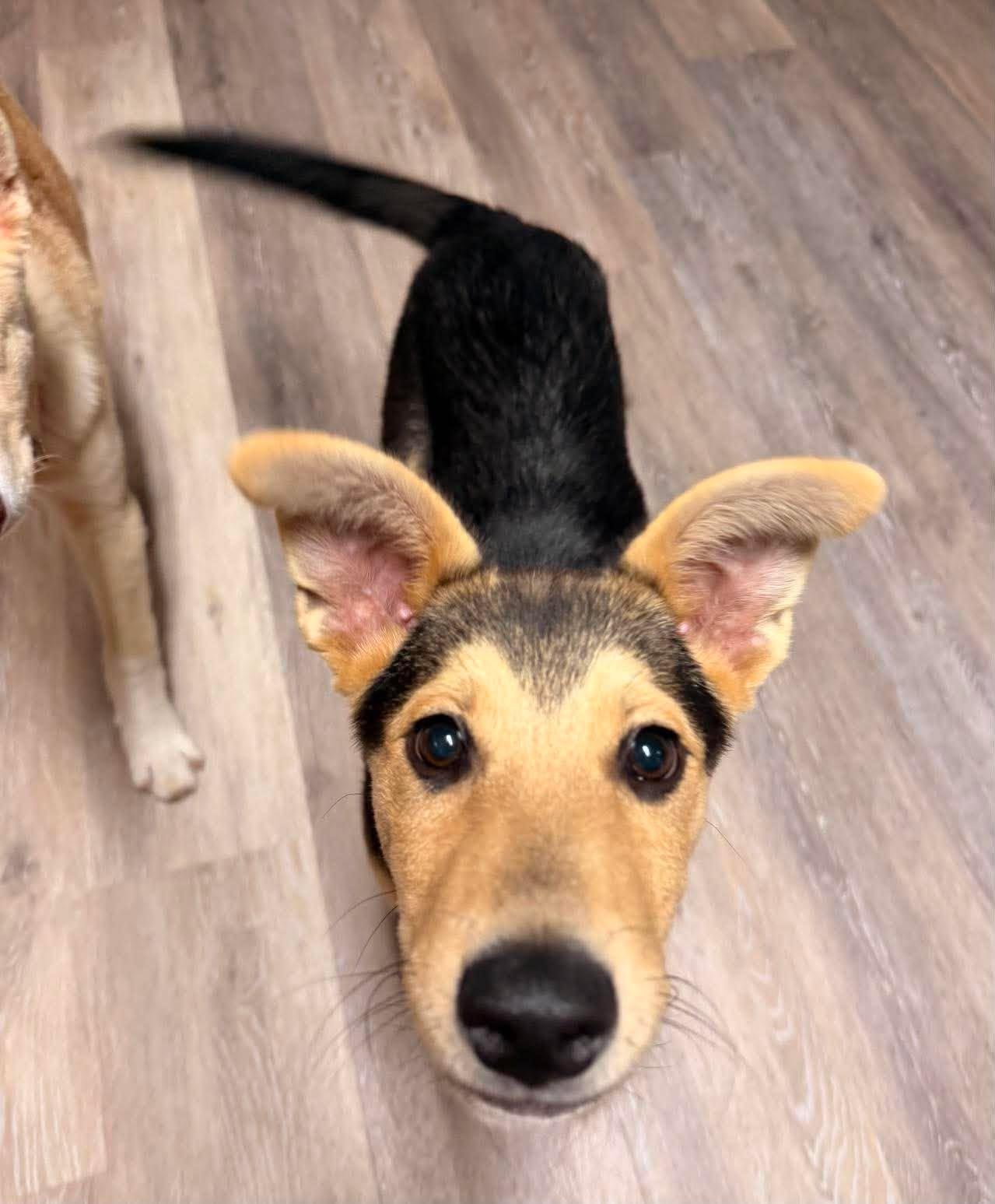 Milo, an adopted Mixed Breed in Sioux Falls, SD image 2/6