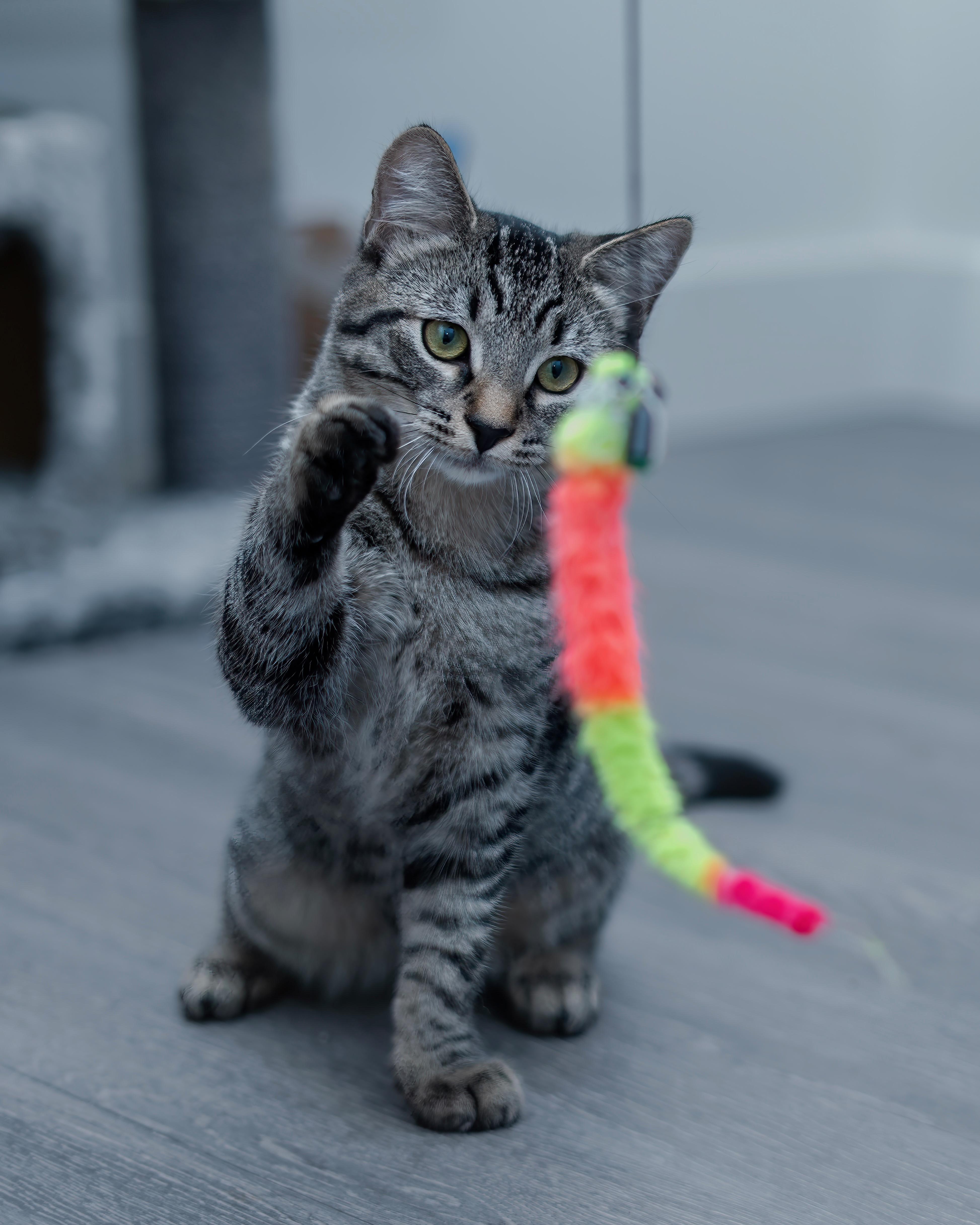 Enlarge 02092025A, a Adopted Domestic Short Hair in Kamloops, BC image 1/6