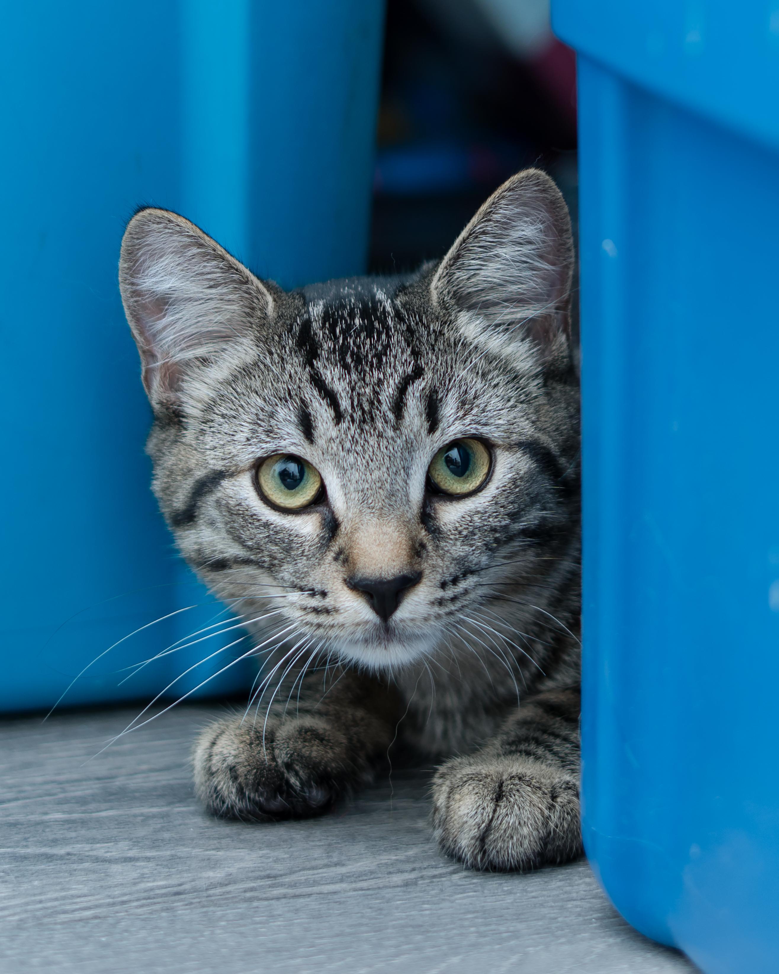 Enlarge 02092025A, a Adopted Domestic Short Hair in Kamloops, BC image 2/6