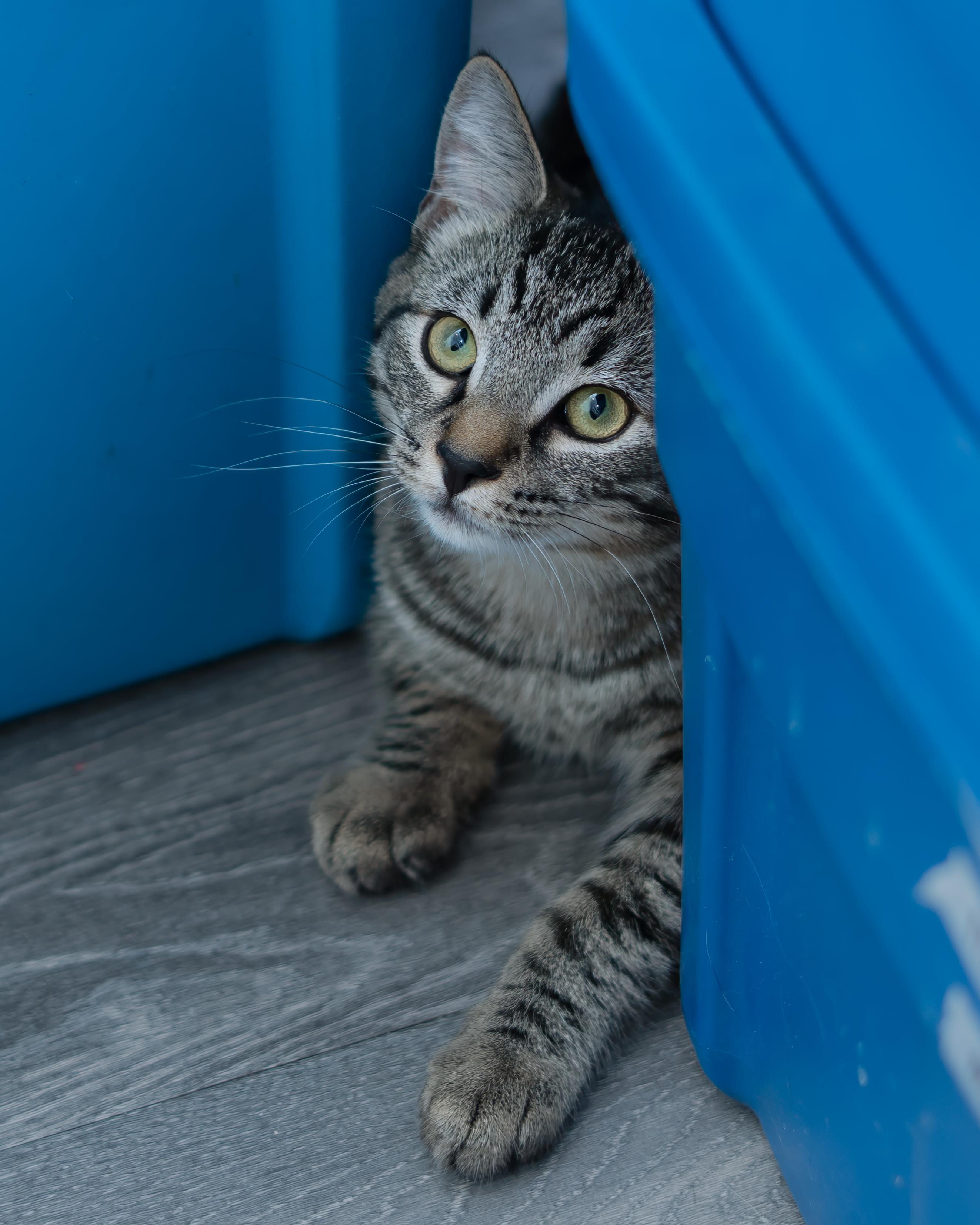 Enlarge 02092025A, a Adopted Domestic Short Hair in Kamloops, BC image 3/6