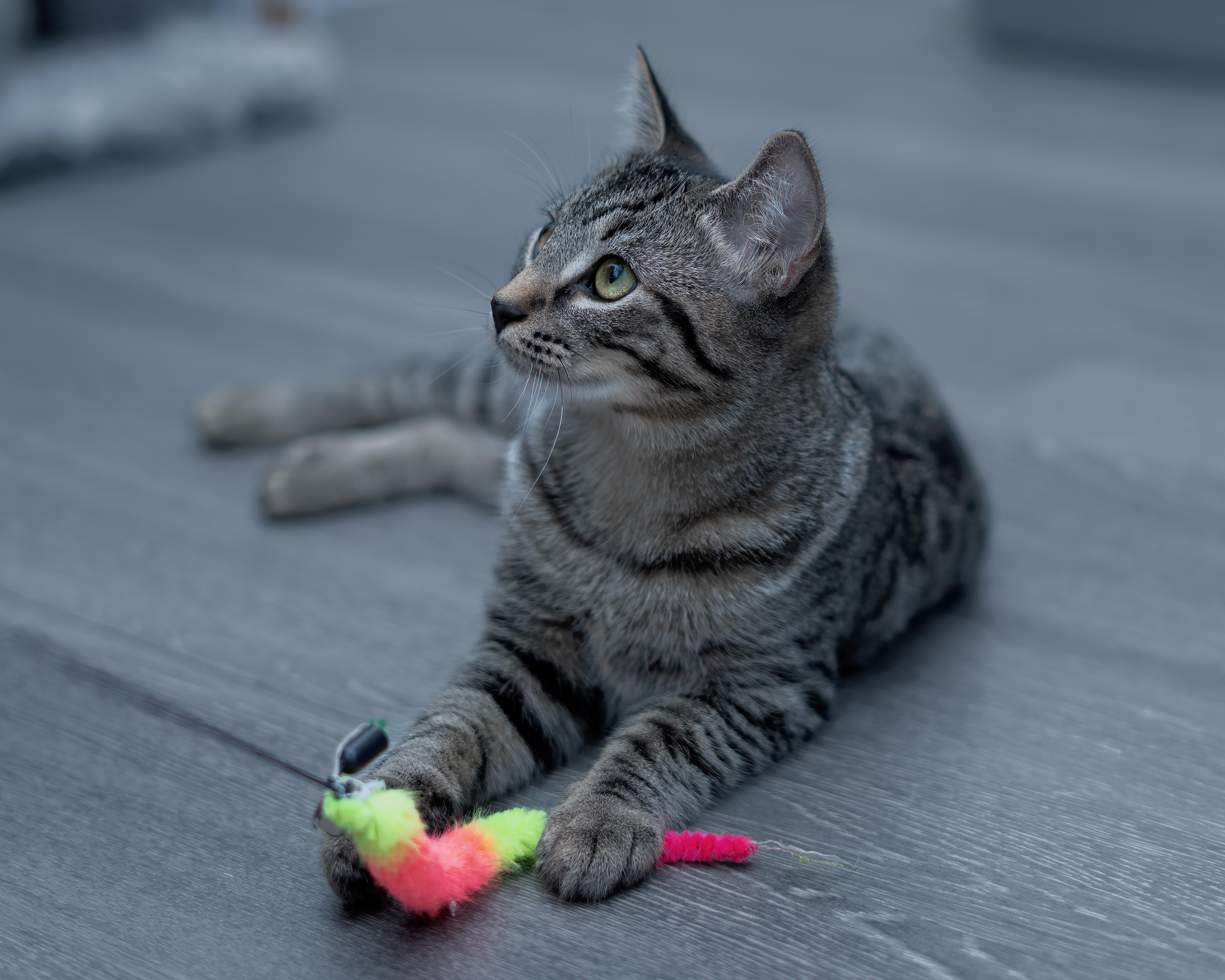 Enlarge 02092025A, a Adopted Domestic Short Hair in Kamloops, BC image 4/6