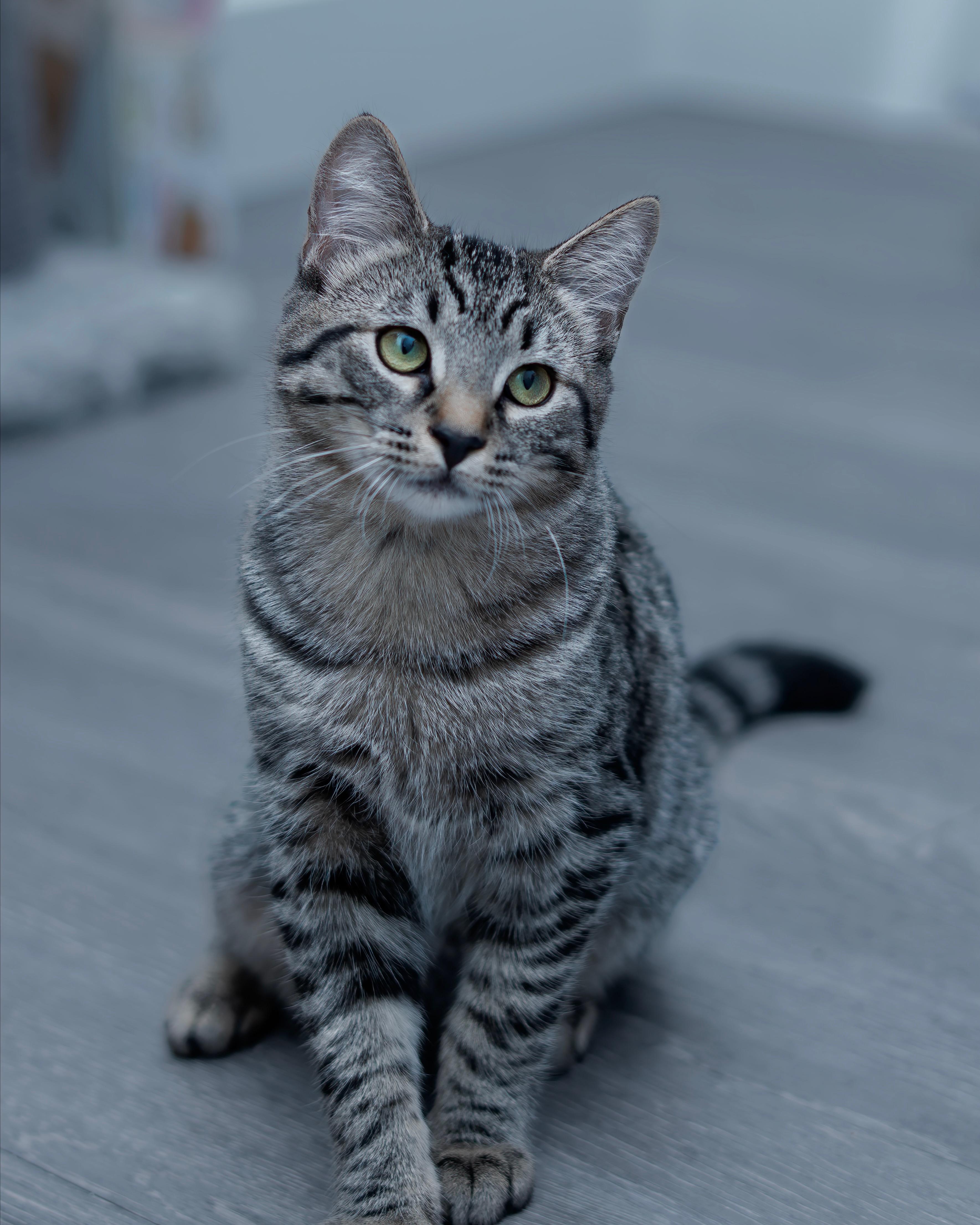 Enlarge 02092025A, a Adopted Domestic Short Hair in Kamloops, BC image 6/6