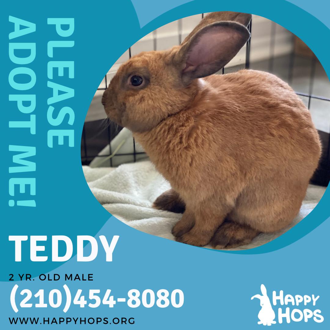 Teddy, a ADOPTABLE Cinnamon in San Antonio, TX image 4/4