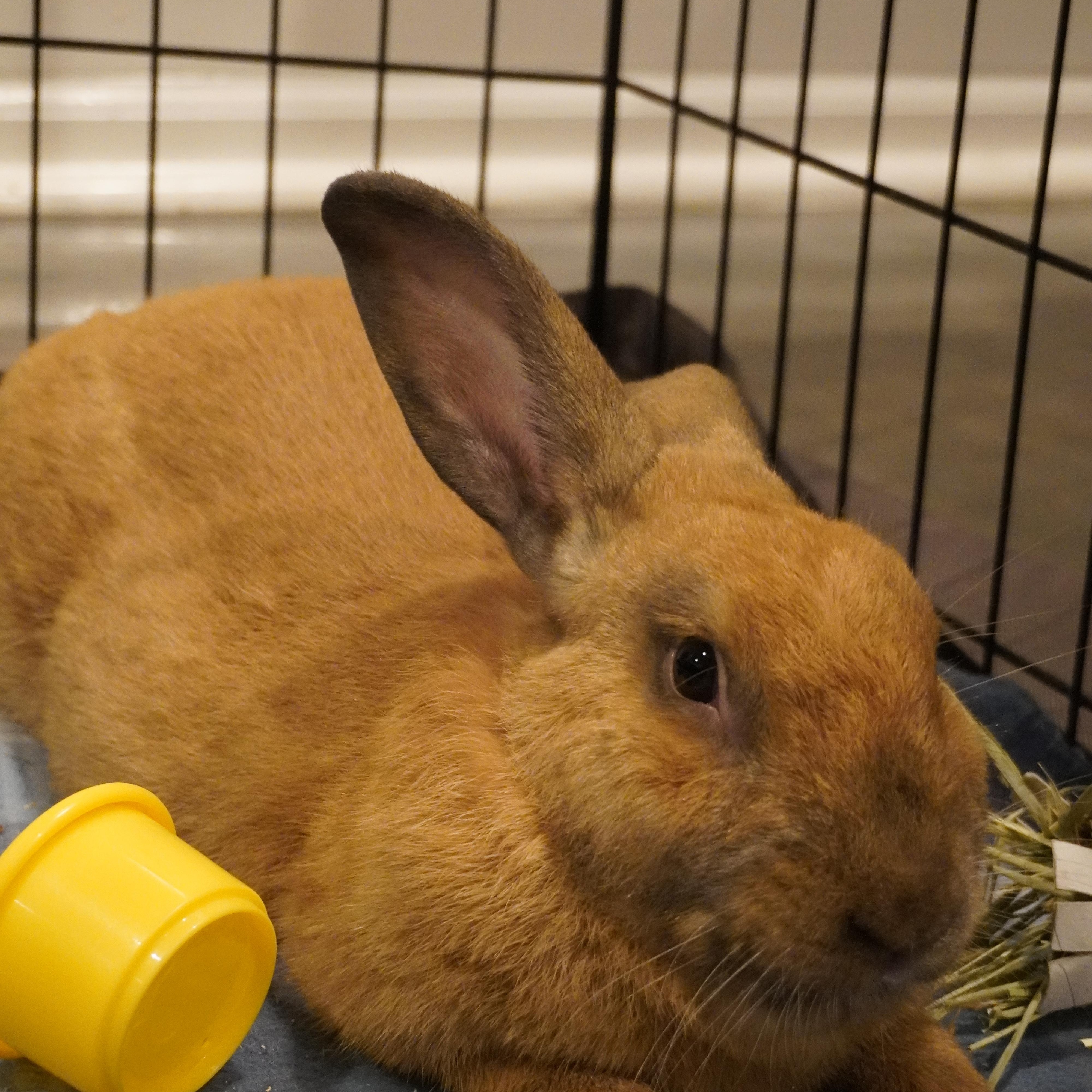 Teddy, a ADOPTABLE Cinnamon in San Antonio, TX image 3/4