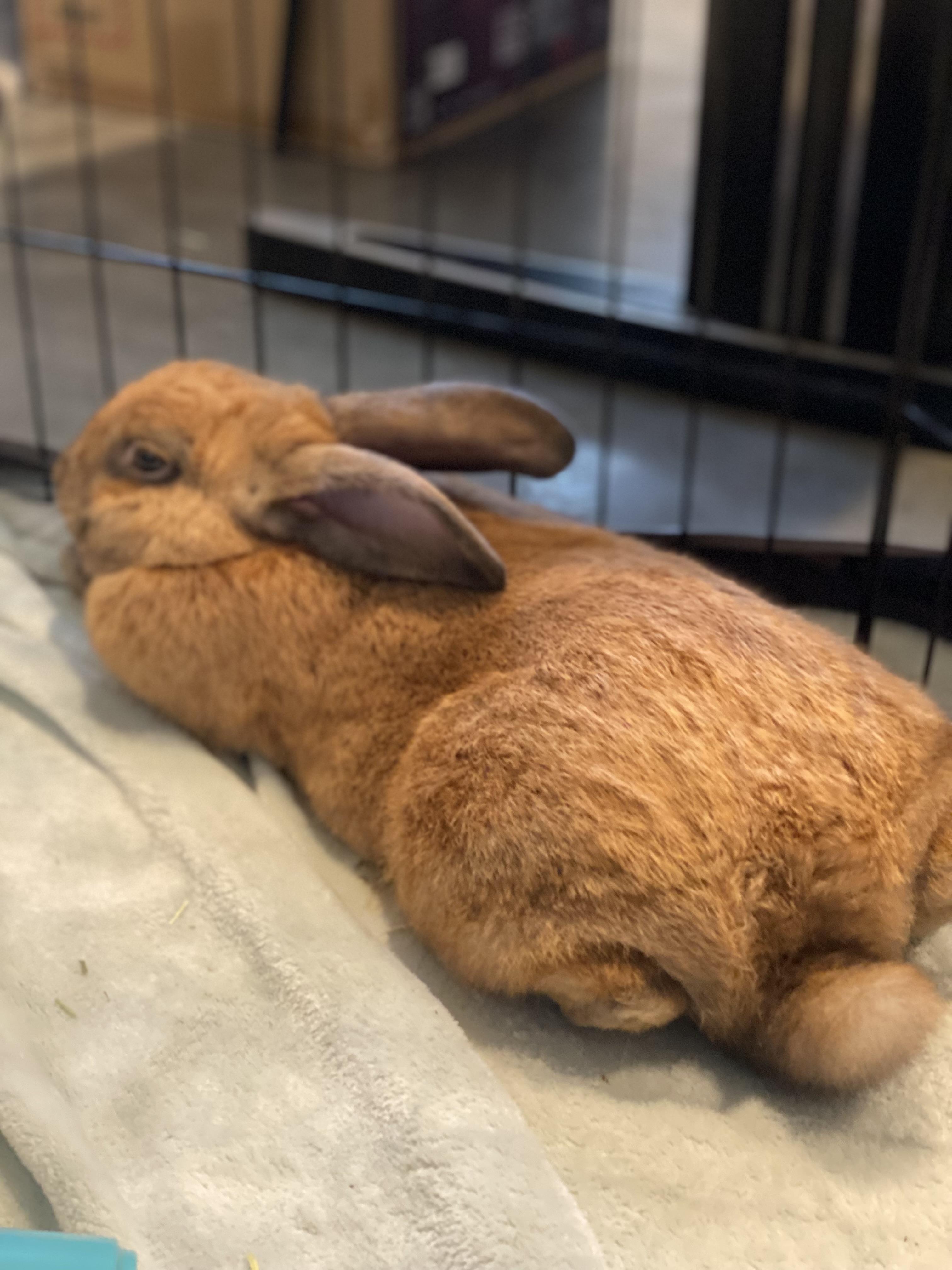 Teddy, a ADOPTABLE Cinnamon in San Antonio, TX image 2/4