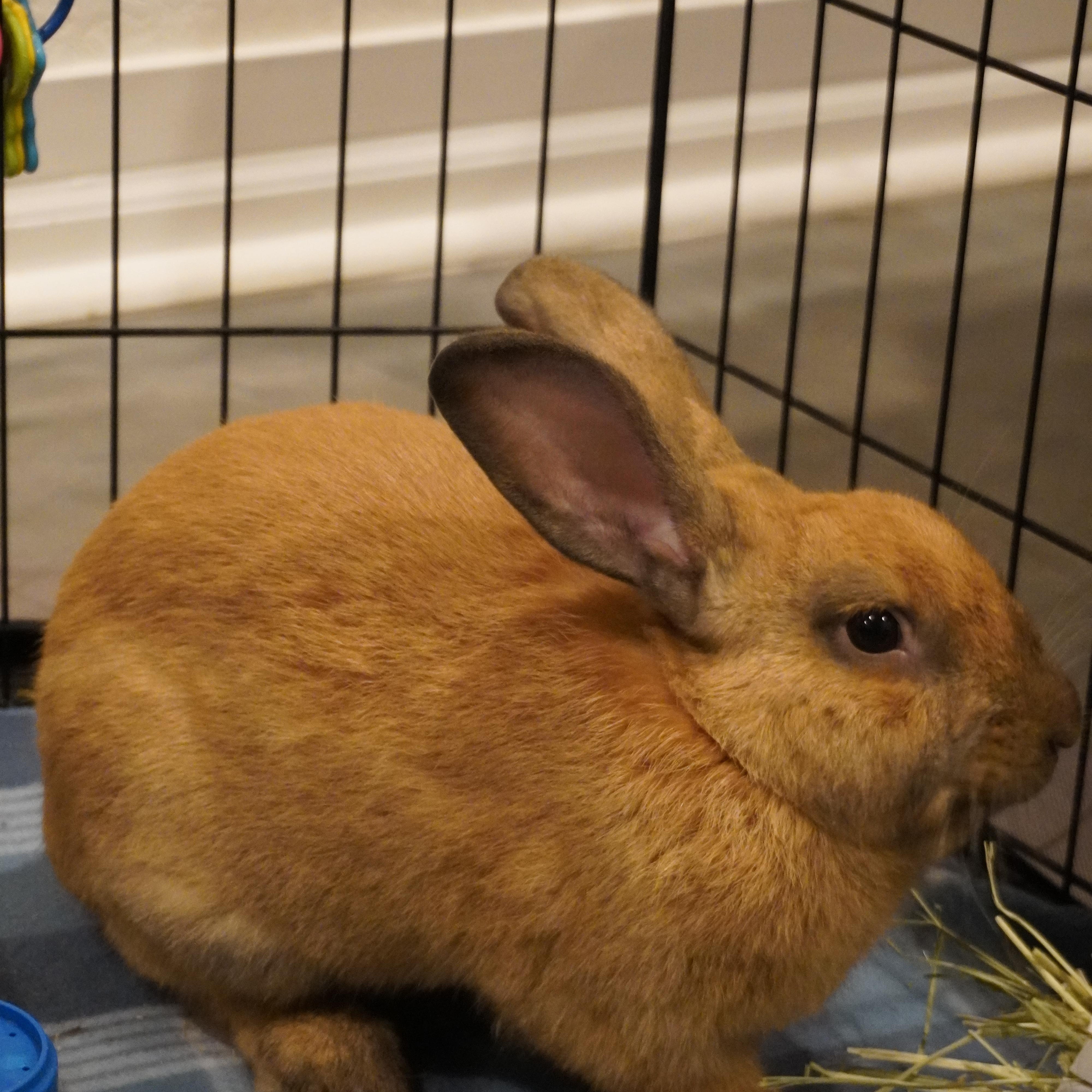 Teddy, ADOPTABLE, Adult Male Cinnamon.