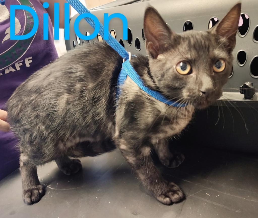 Dillon, Adopted, Young Male Domestic Short Hair.