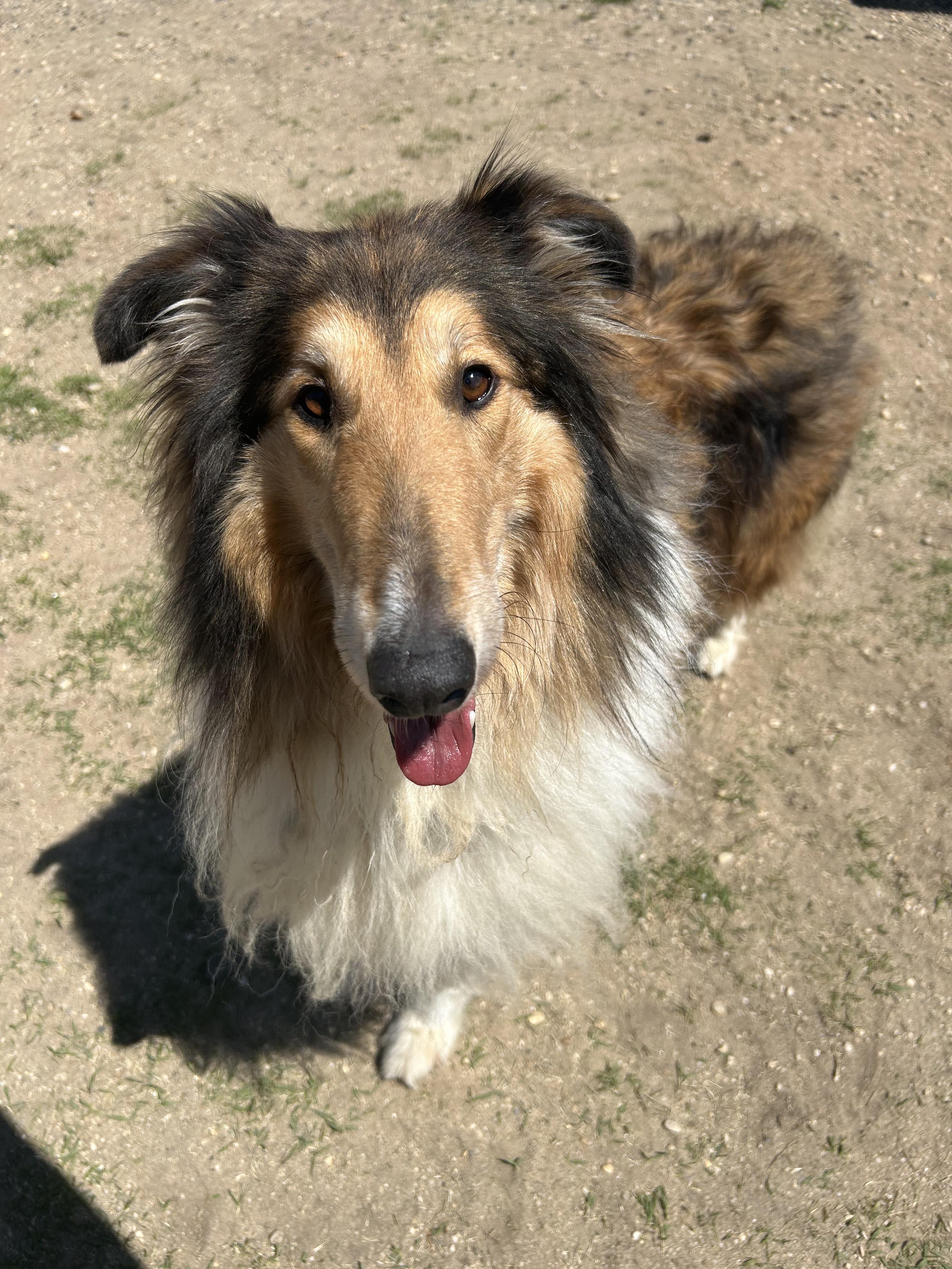 Enlarge Toby, an adopted Border Collie in East Northport, NY image 1/1