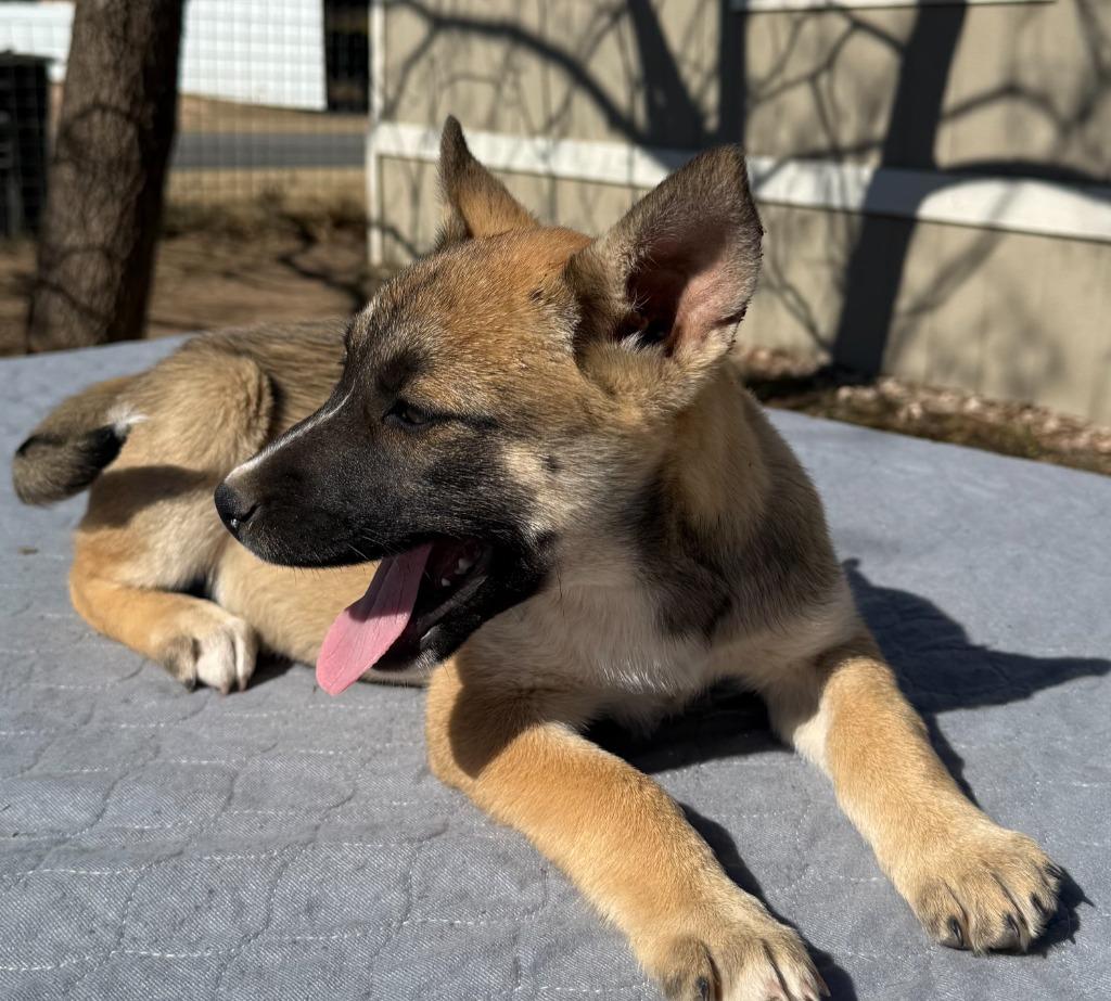 Ever, Adoptable, Puppy Female Shepherd & Mixed Breed.