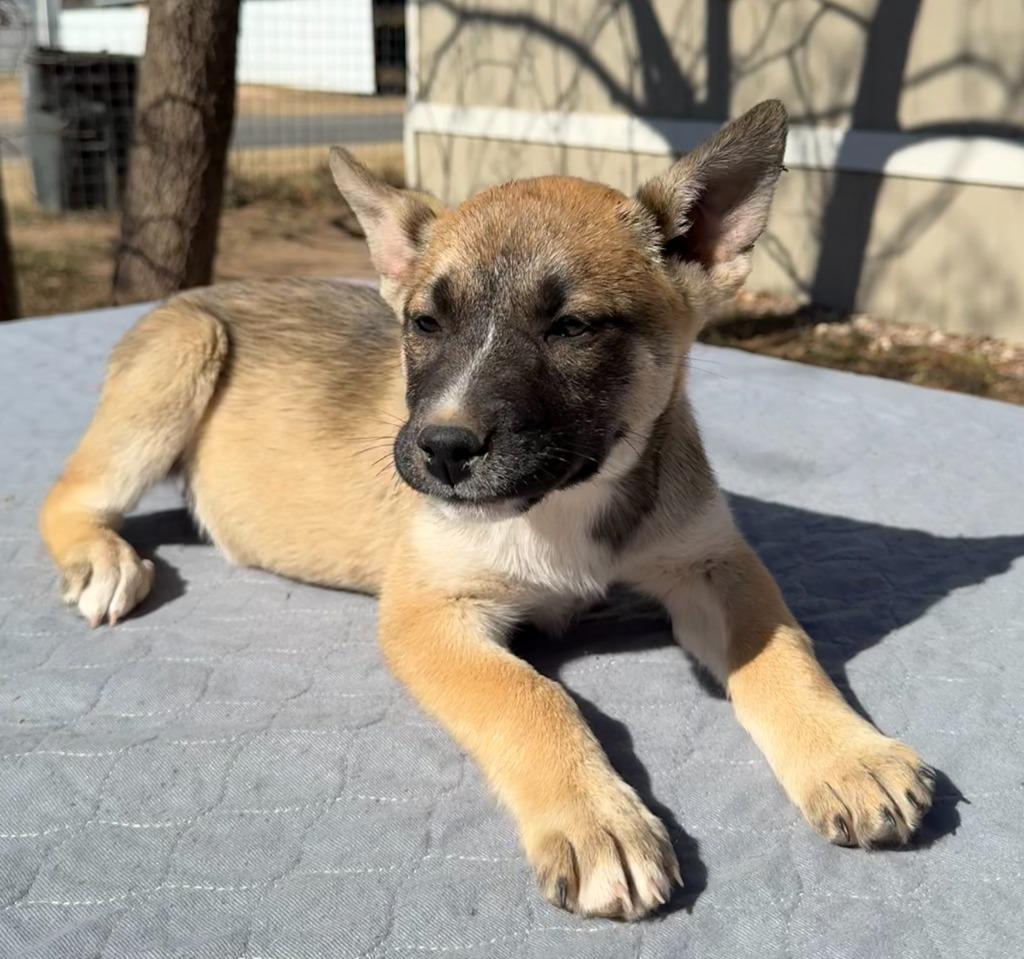 Enlarge Ever, a Adoptable mixed breed in Junction, TX image 2/2