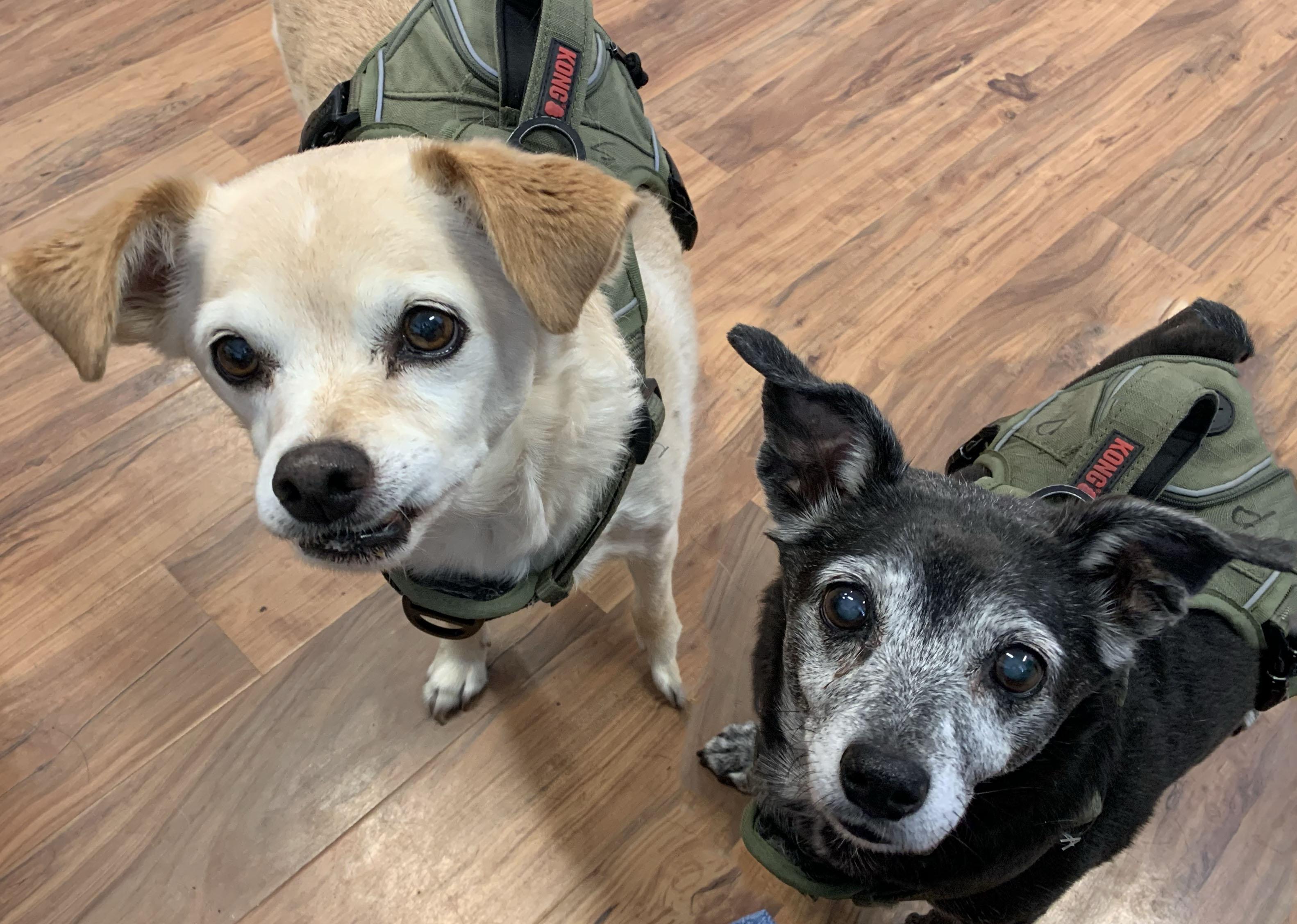 Enlarge Sadie and Penny, an adopted mixed breed in Grass Valley, CA image 1/5