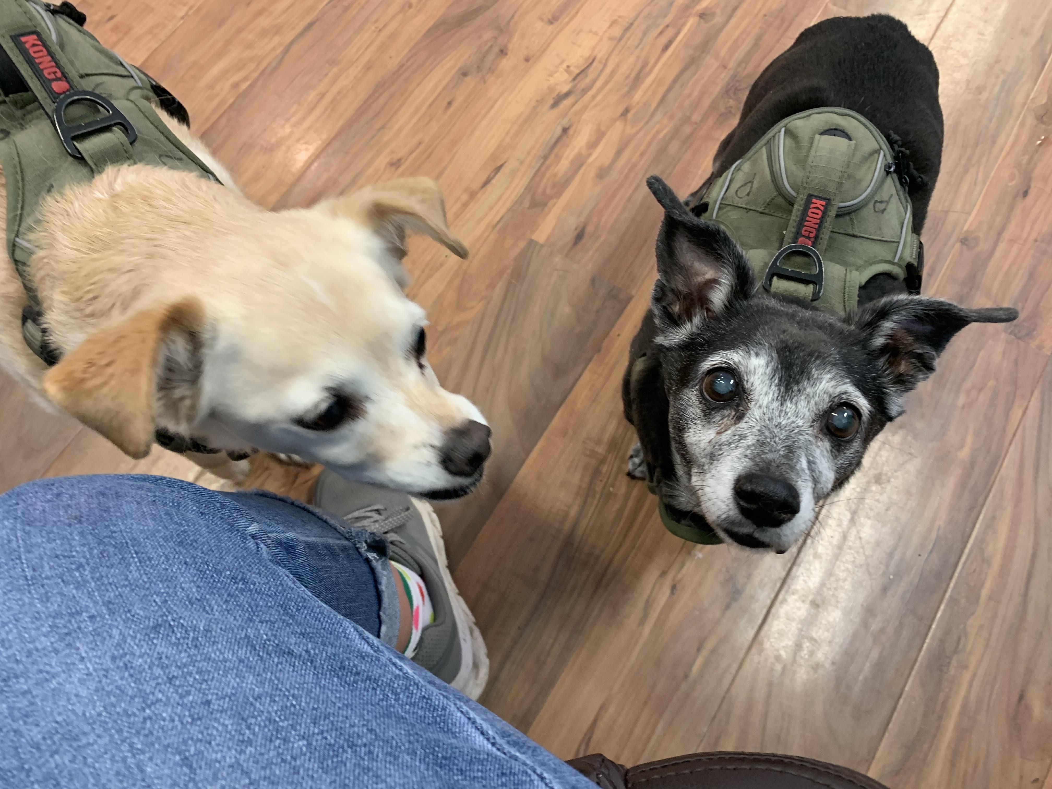 Enlarge Sadie and Penny, an adopted mixed breed in Grass Valley, CA image 5/5