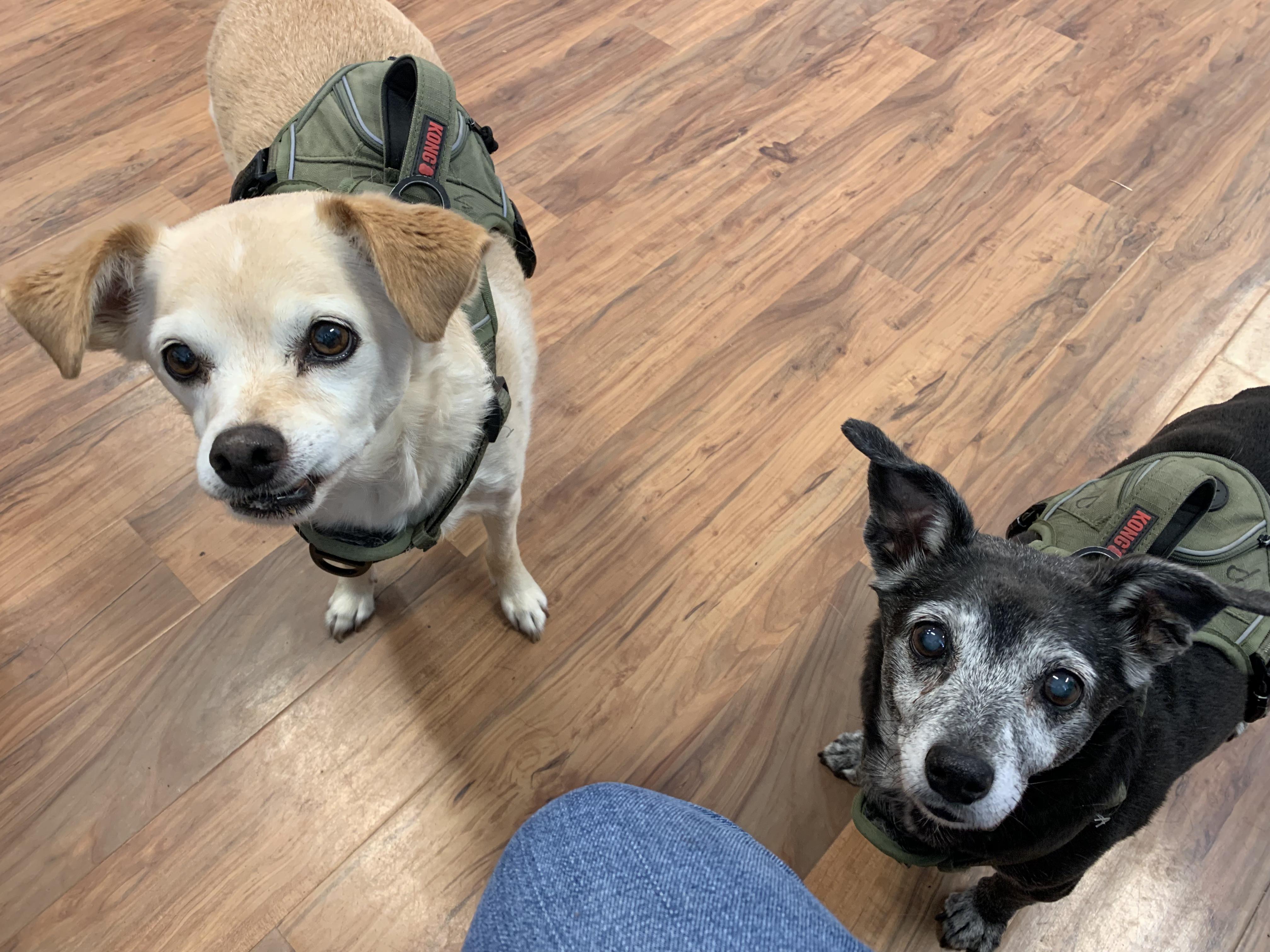 Enlarge Sadie and Penny, an adopted mixed breed in Grass Valley, CA image 2/5