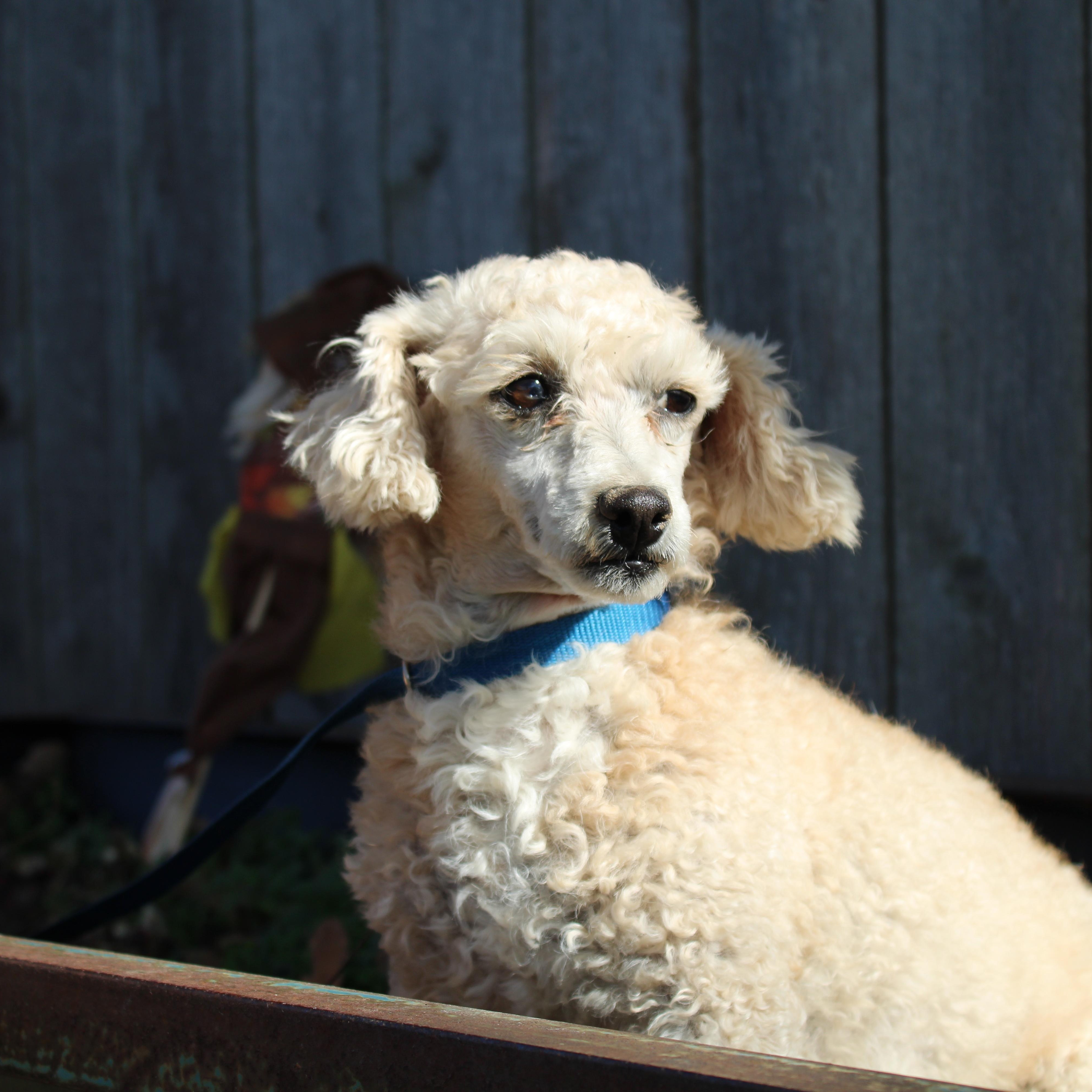 Enlarge Little, a Adoptable Poodle in Neosho, MO image 1/1