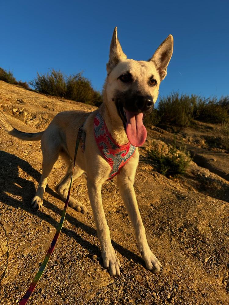 Enlarge Ella - located in CA, a Adoptable mixed breed in Oakland, CA image 2/6
