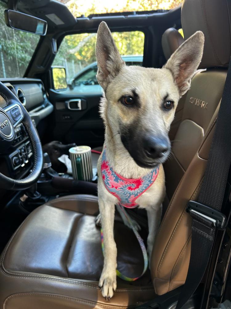 Enlarge Ella - located in CA, a Adoptable mixed breed in Oakland, CA image 4/6