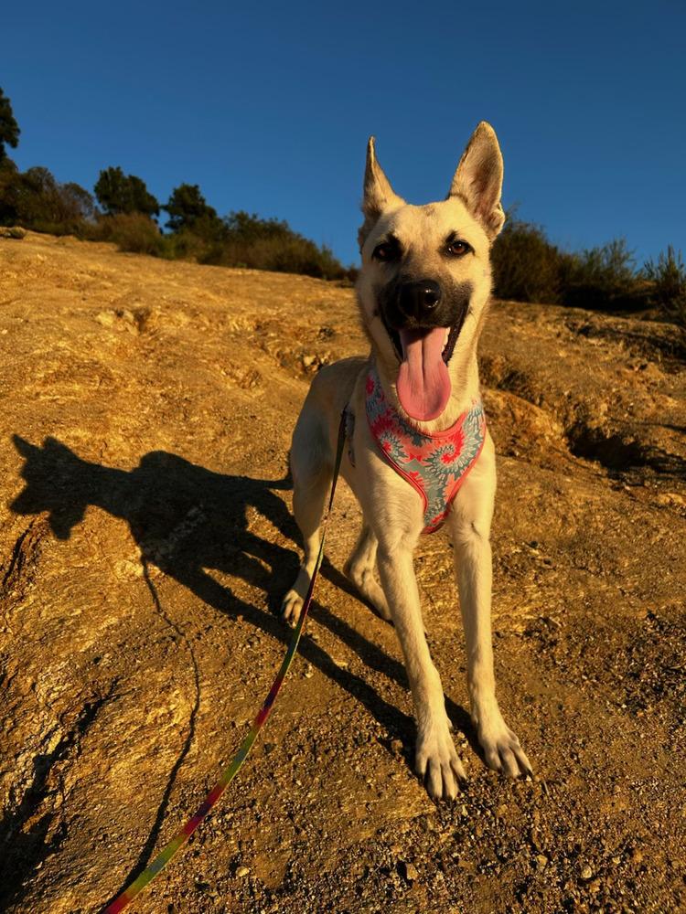 Enlarge Ella - located in CA, a Adoptable mixed breed in Oakland, CA image 5/6