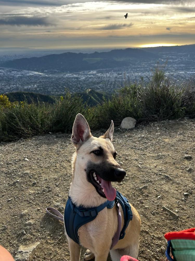 Enlarge Ella - located in CA, a Adoptable mixed breed in Oakland, CA image 6/6