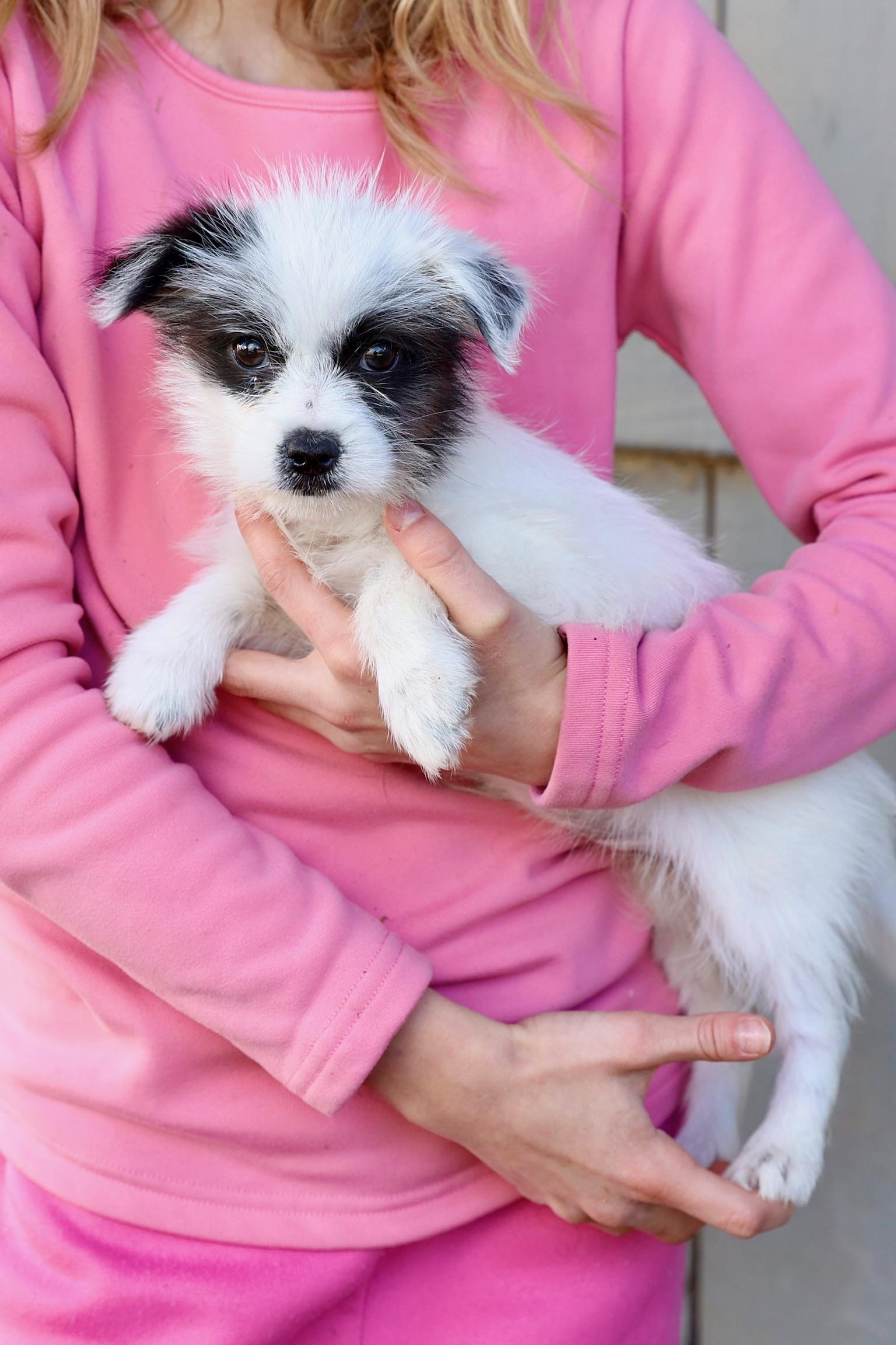 Enlarge Maya, an adopted mixed breed in Warrenton, VA image 2/6