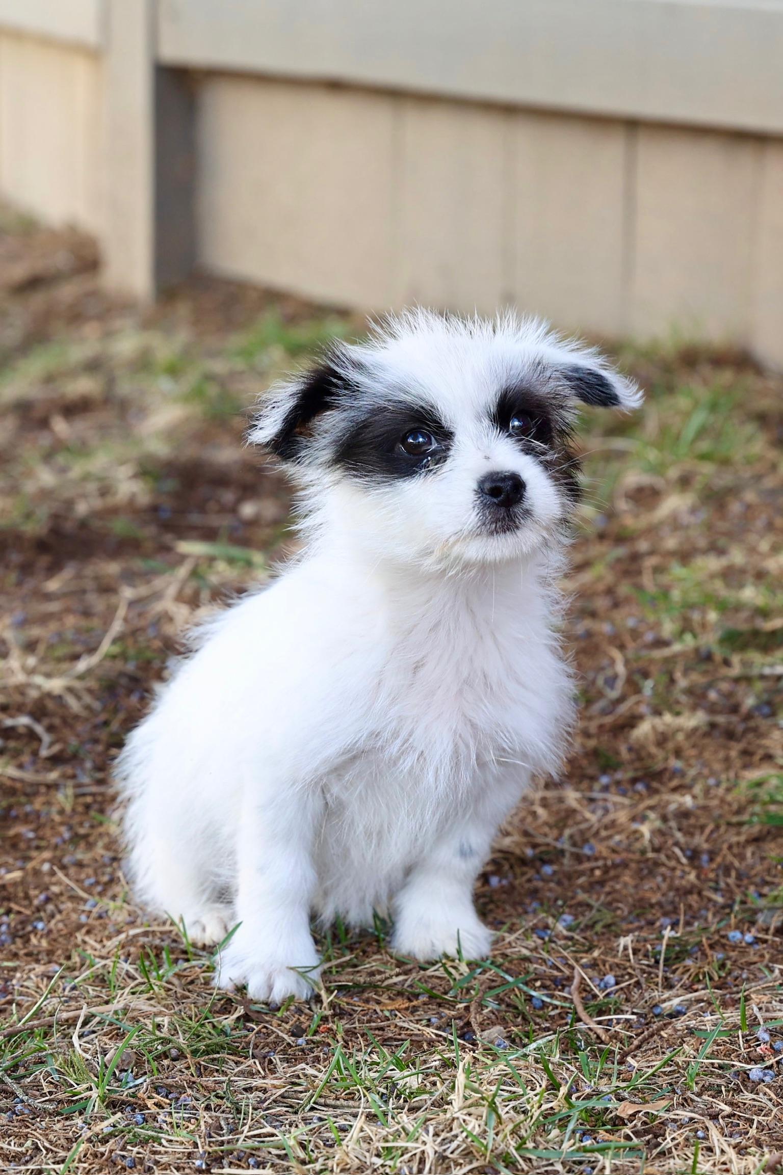 Maya, adopted, Puppy Female Mixed Breed.