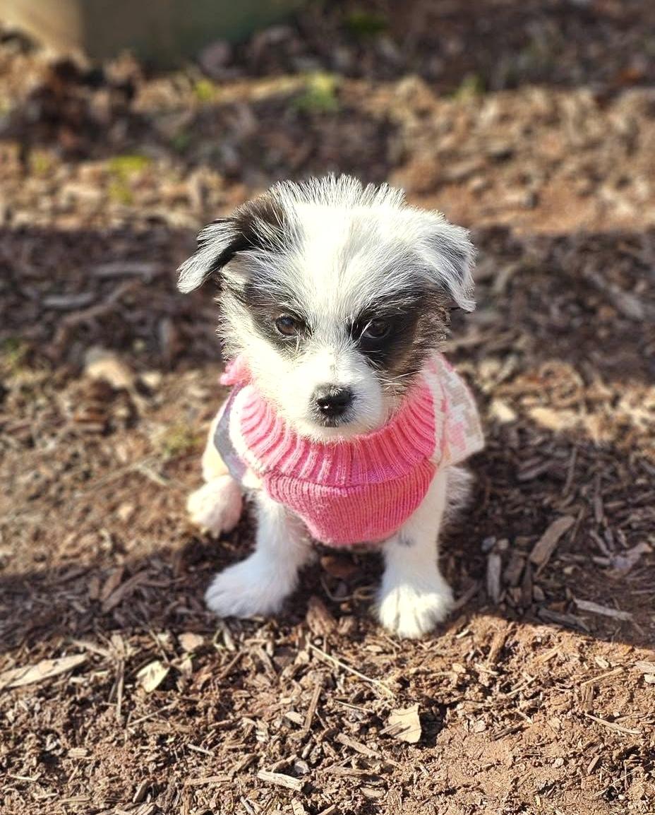 Enlarge Maya, an adopted mixed breed in Warrenton, VA image 5/6