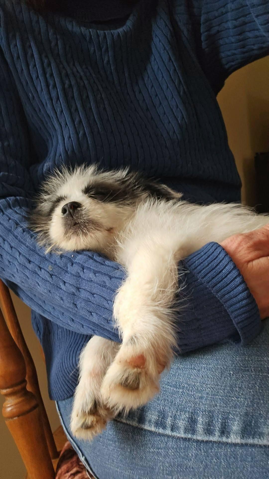 Enlarge Maya, an adopted mixed breed in Warrenton, VA image 4/6