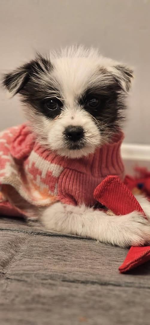 Enlarge Maya, an adopted mixed breed in Warrenton, VA image 6/6