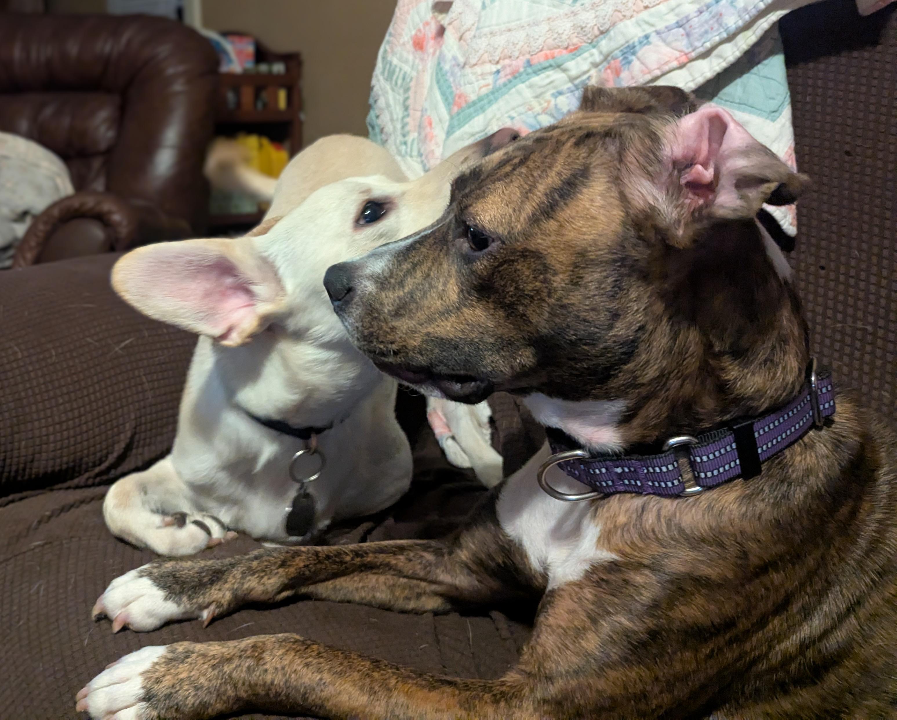 Peppa, a Adoptable mixed breed in Akron, NY image 3/4