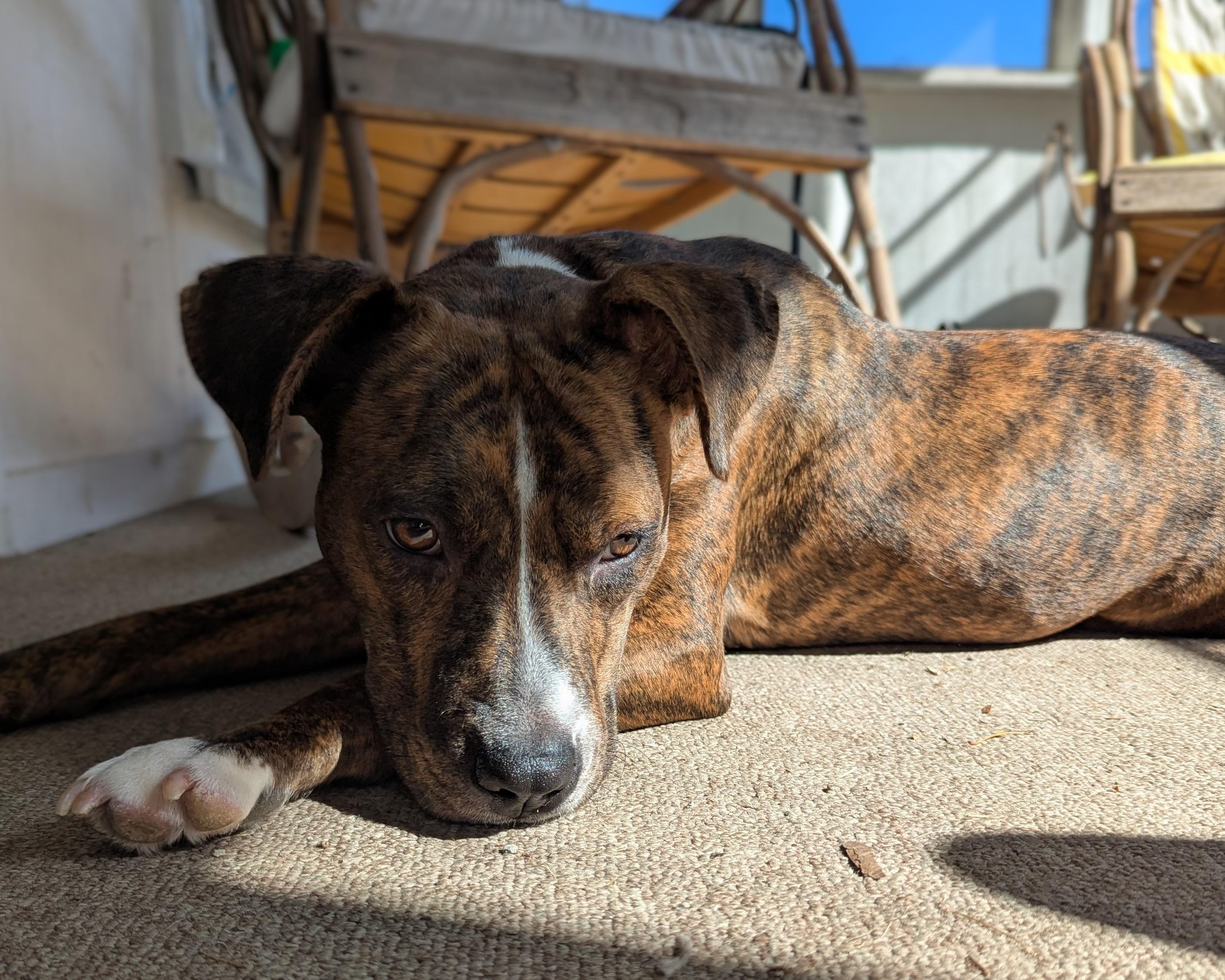 Peppa, a Adoptable mixed breed in Akron, NY image 2/4