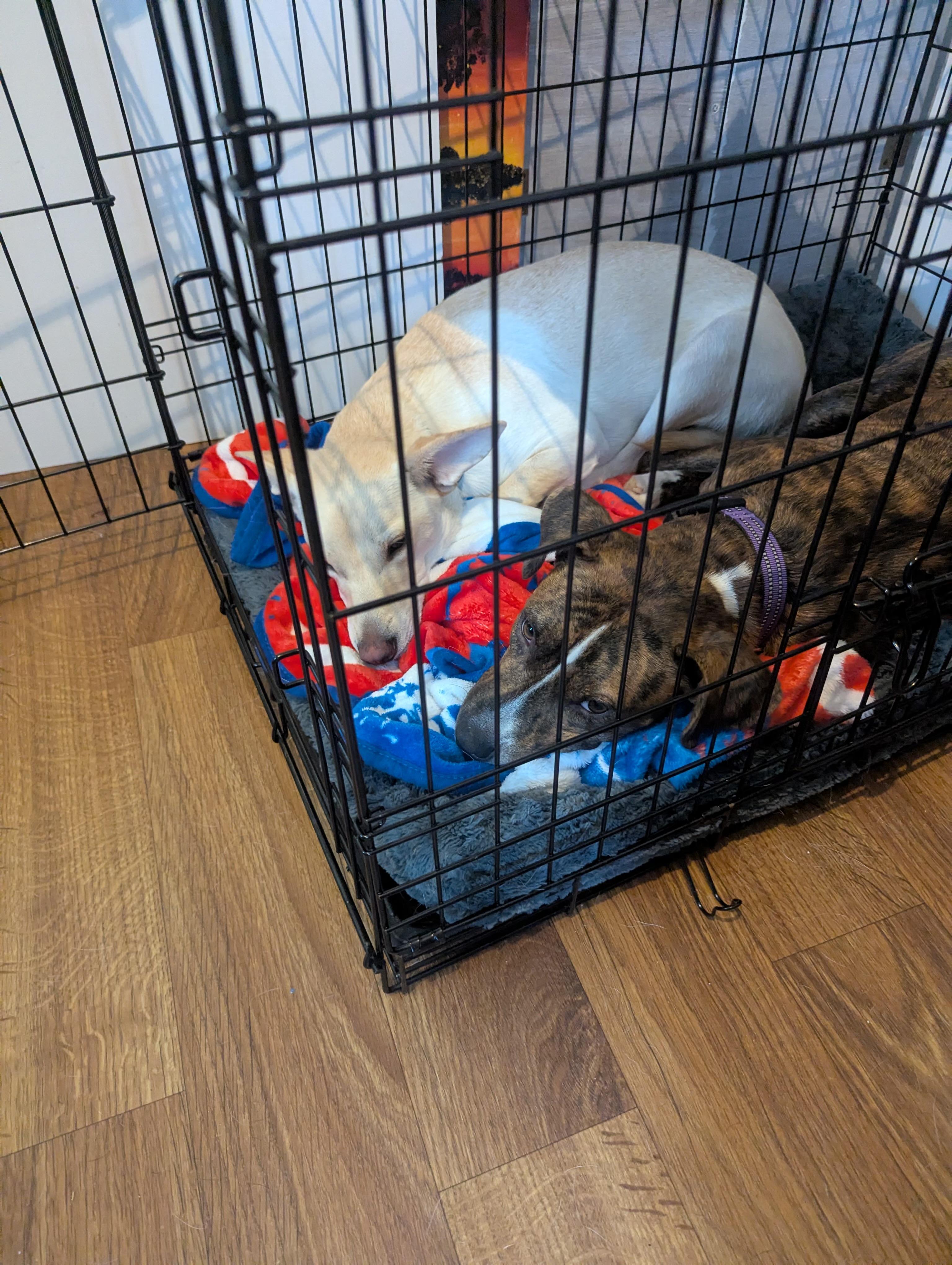 Peppa, a Adoptable mixed breed in Akron, NY image 4/4