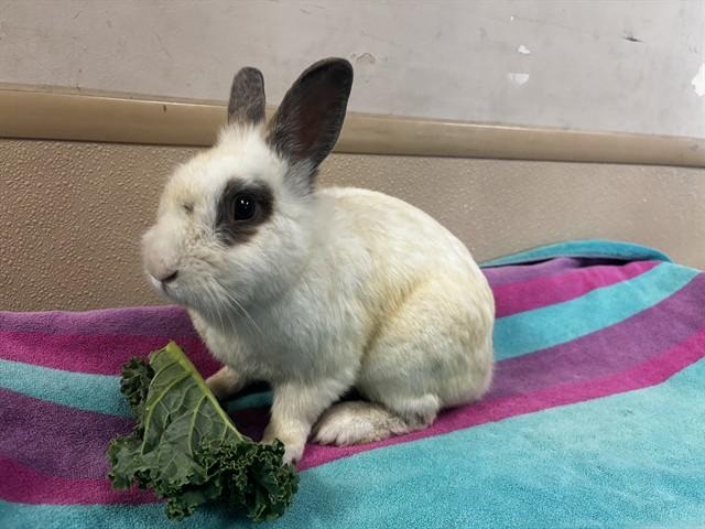 Enlarge FENDER, a Adoptable Bunny Rabbit in San Jose, CA image 1/1