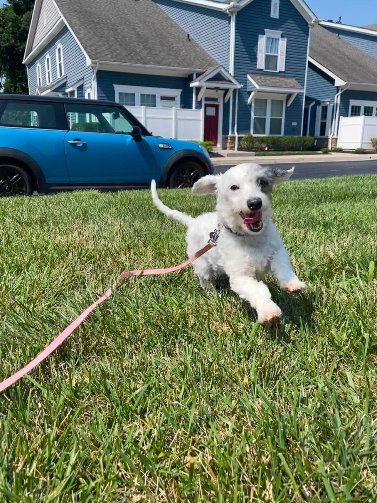 Remy LA, an adopted mixed breed in Baltimore, MD image 2/5