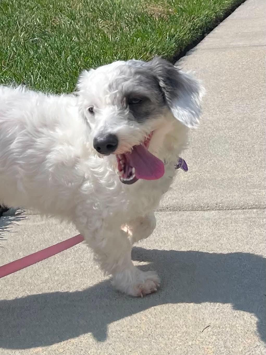 Remy LA, adopted, Young Male Maltese & Dachshund.