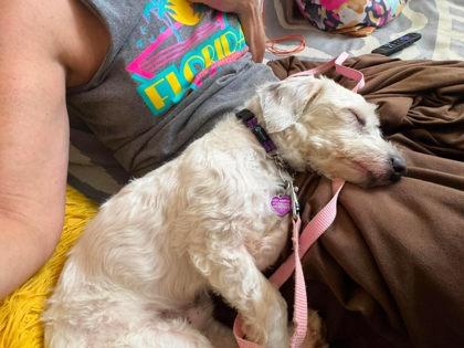 Remy LA, an adopted mixed breed in Baltimore, MD image 4/5