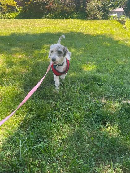Remy LA, an adopted mixed breed in Baltimore, MD image 5/5