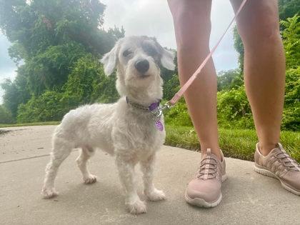 Remy LA, an adopted mixed breed in Baltimore, MD image 3/5