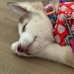 Enlarge Belle, a ADOPTABLE Siberian Husky in Jasper, GA image 2/4