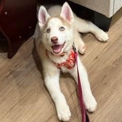 Enlarge Belle, a ADOPTABLE Siberian Husky in Jasper, GA image 1/4