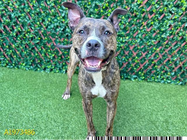 MUMBA, Adoptable, Adult Male Mixed Breed & Mixed Breed.