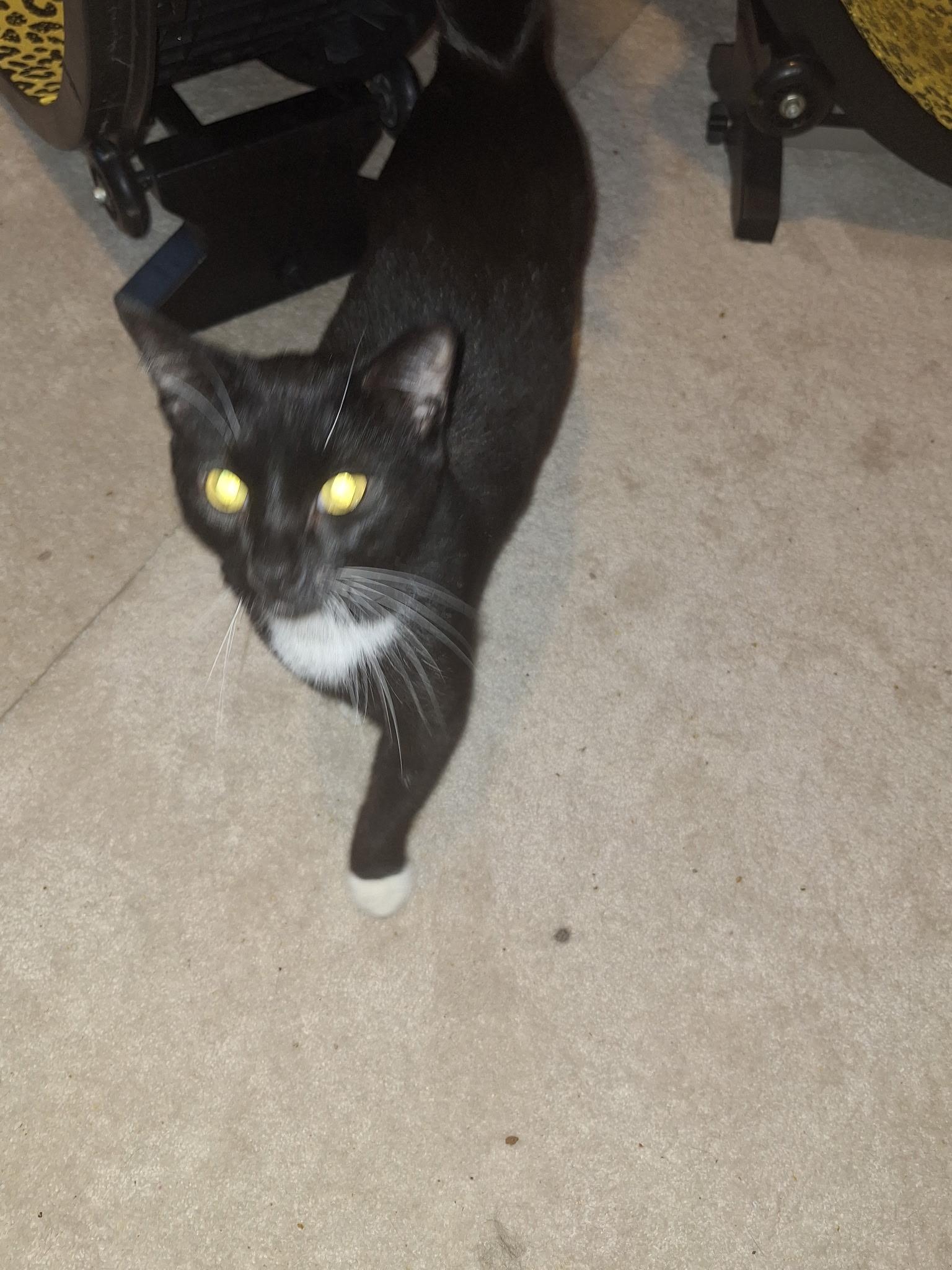 Enlarge Valentino, a ADOPTABLE Domestic Short Hair in Wilmington, NC image 3/5