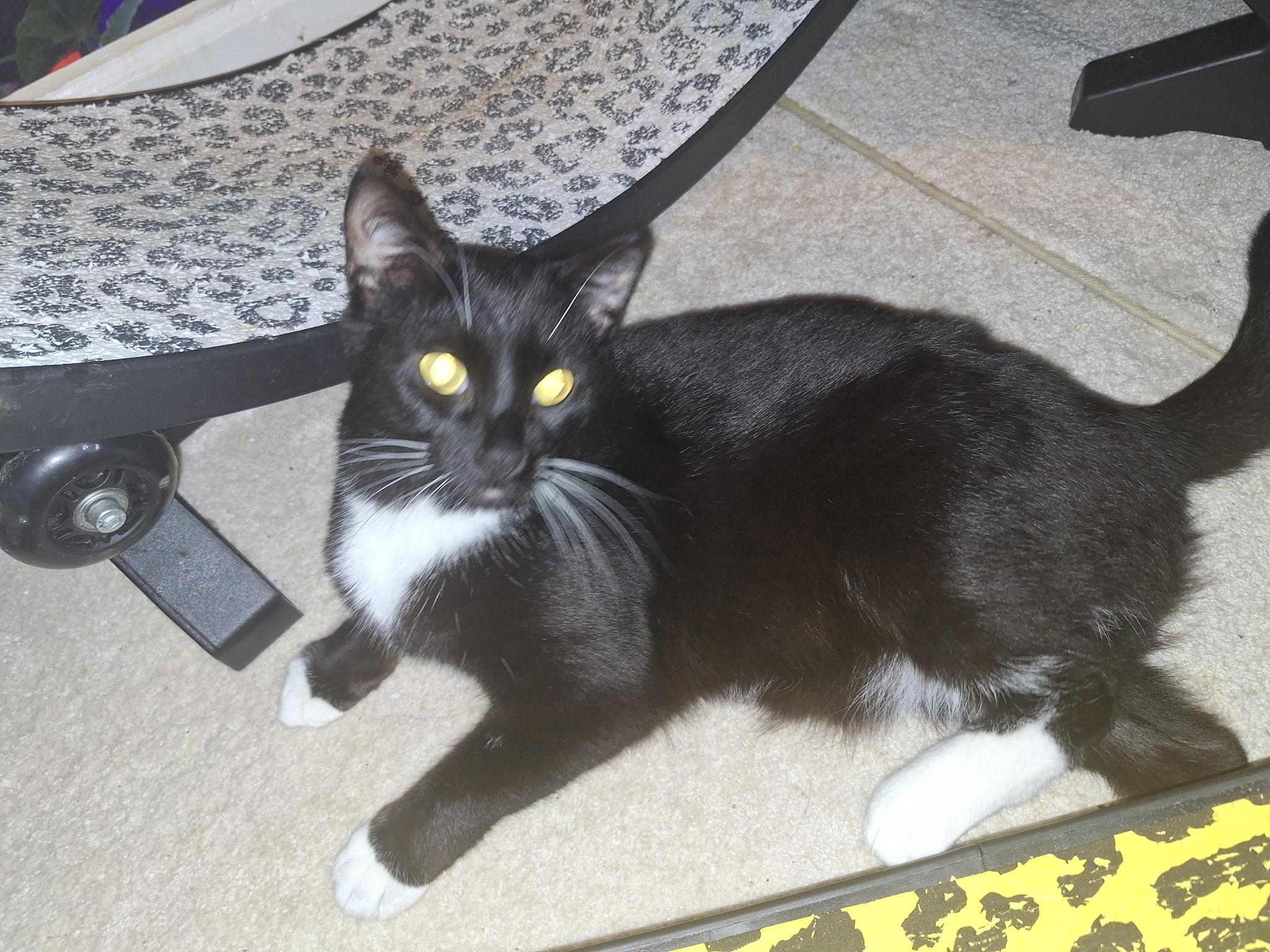 Enlarge Valentino, a ADOPTABLE Domestic Short Hair in Wilmington, NC image 2/5