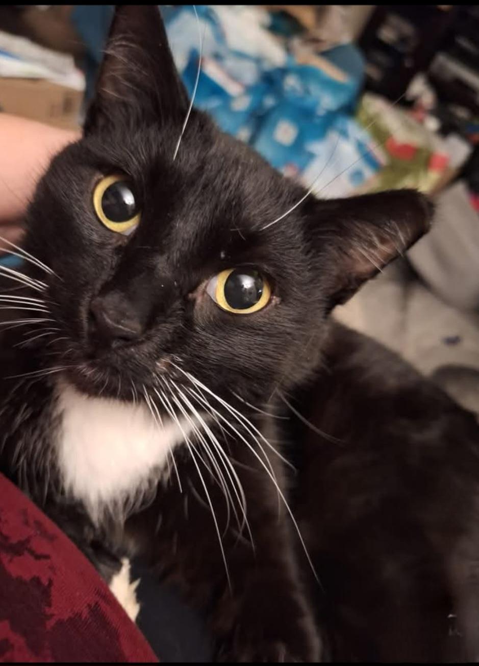 Valentino, ADOPTABLE, Adult Male Domestic Short Hair.