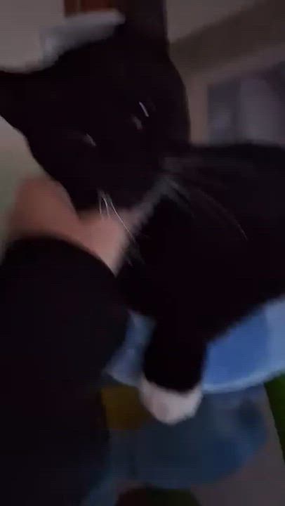 Enlarge Valentino, a ADOPTABLE Domestic Short Hair in Wilmington, NC video 5/5