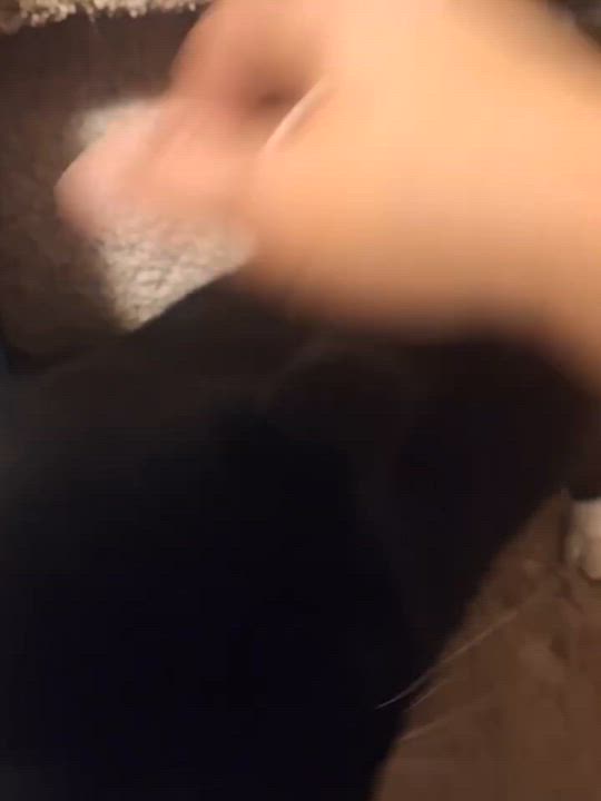 Enlarge Valentino, a ADOPTABLE Domestic Short Hair in Wilmington, NC video 4/5