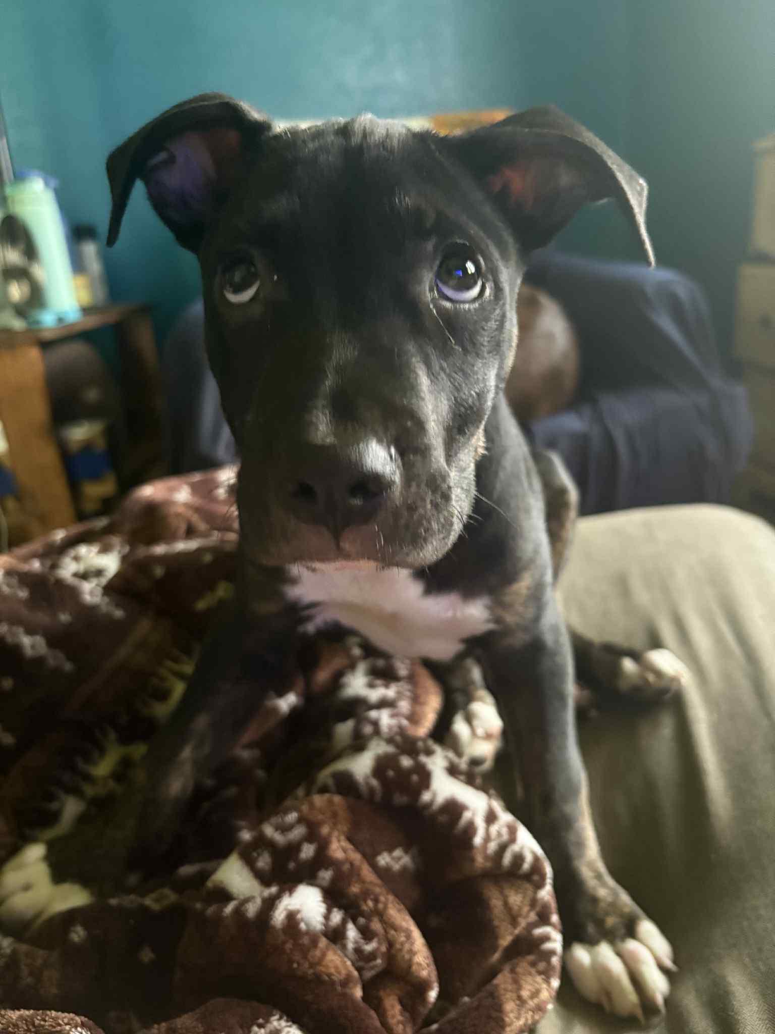 Enlarge Cash, a Adopted mixed breed in Macomb, IL image 2/3