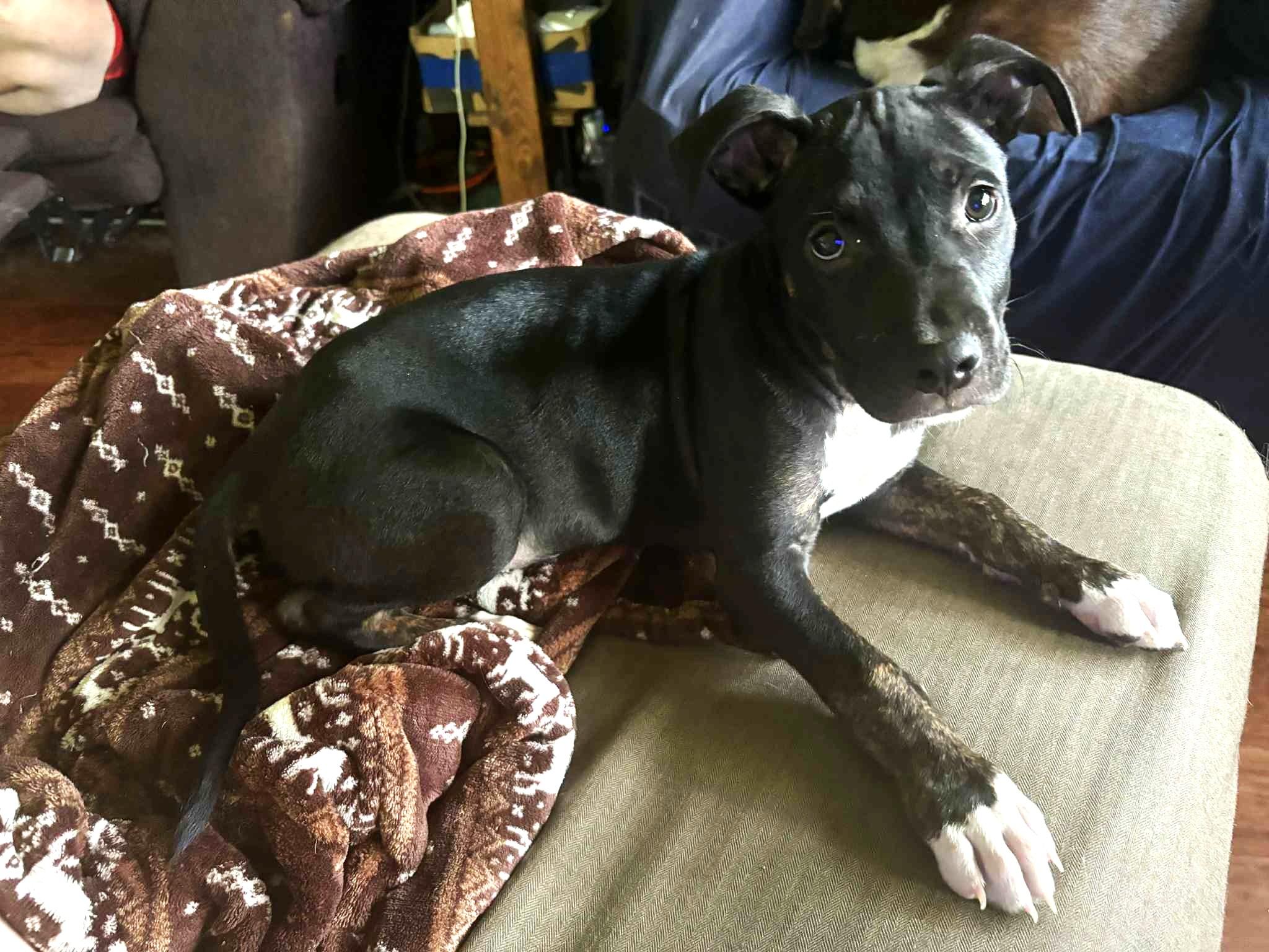 Enlarge Cash, a Adopted mixed breed in Macomb, IL image 3/3